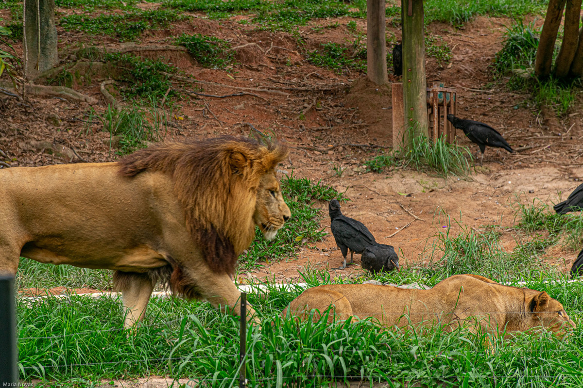 Parque Zoológico de São Paulo