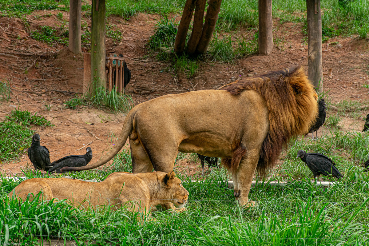 Parque Zoológico de São Paulo