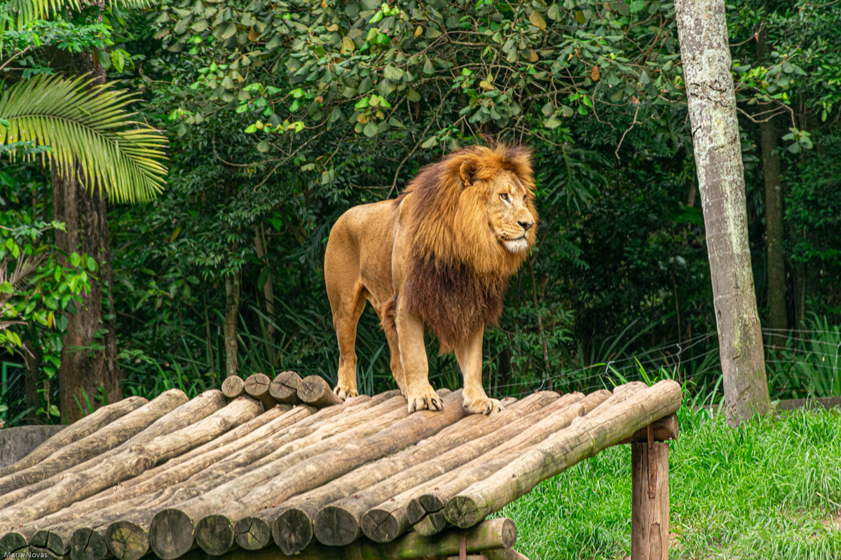 Parque Zoológico de São Paulo