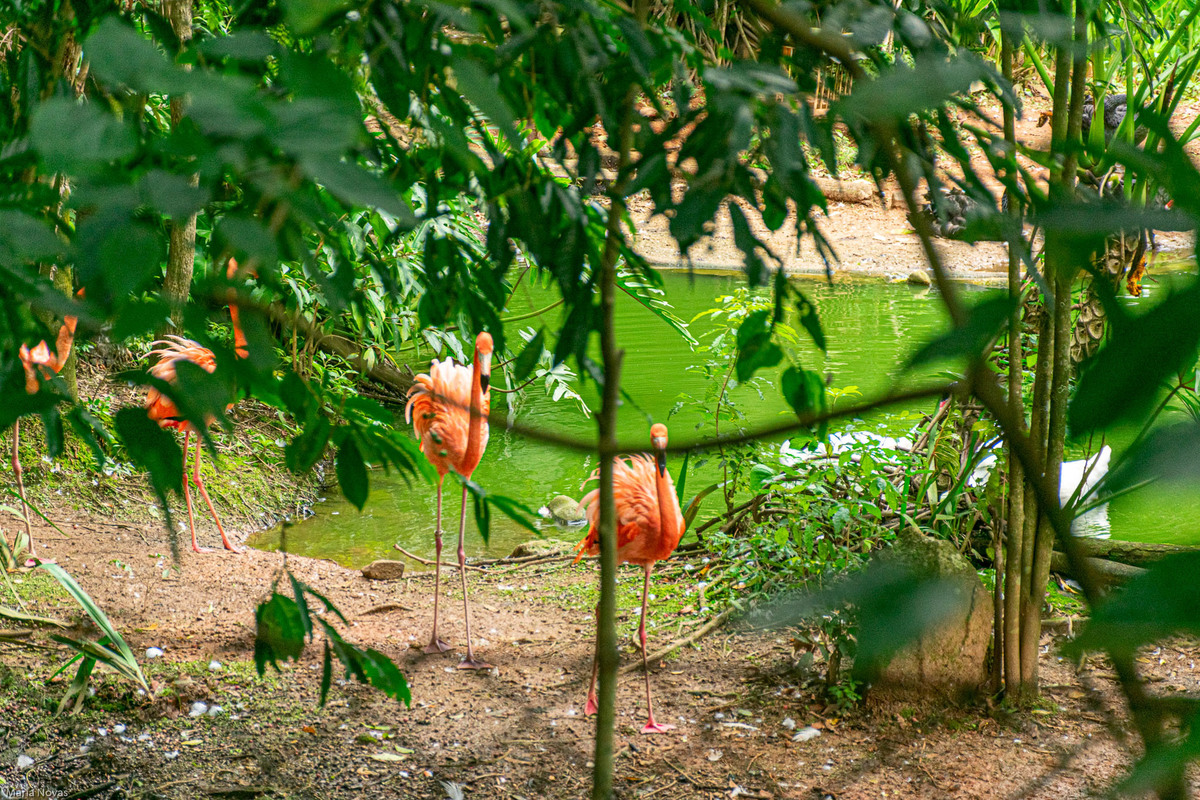 Parque Zoológico de São Paulo