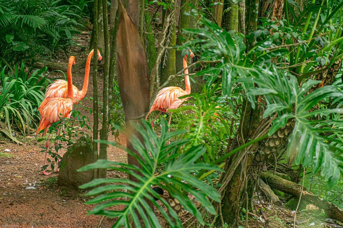 Parque Zoológico de São Paulo