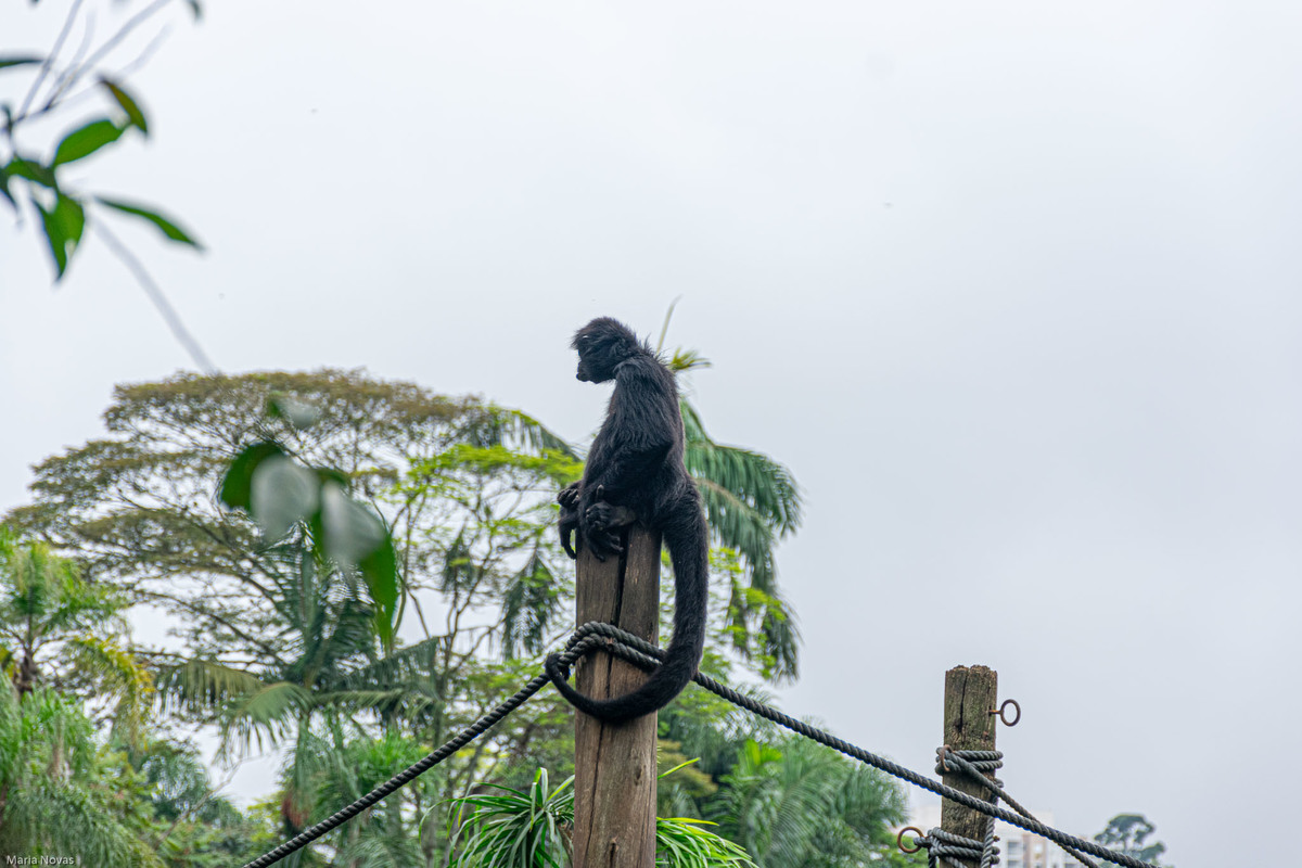 Parque Zoológico de São Paulo