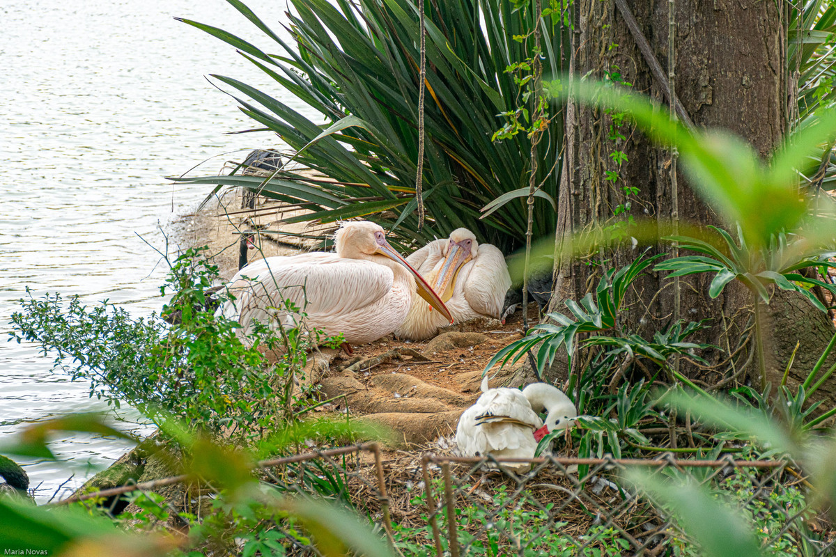 Parque Zoológico de São Paulo