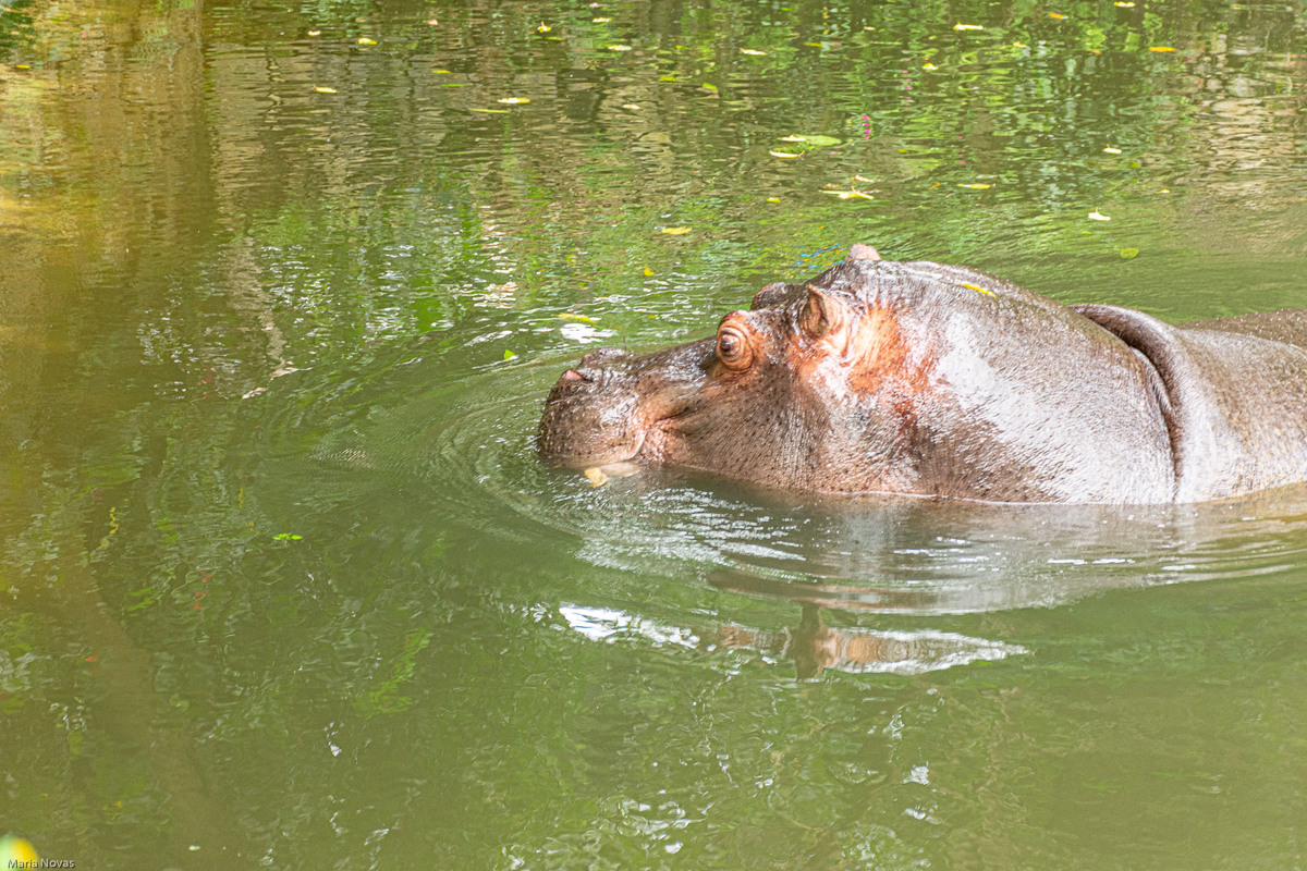 Parque Zoológico de São Paulo
