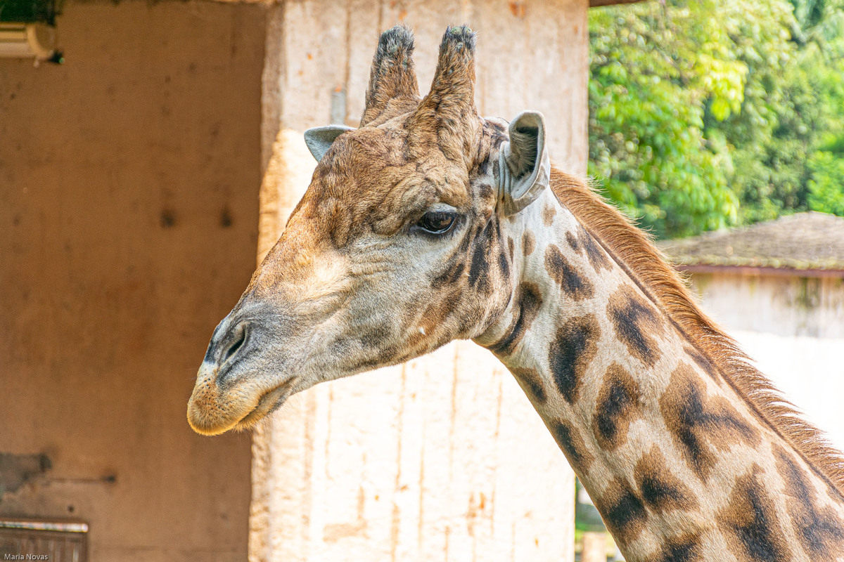 Parque Zoológico de São Paulo