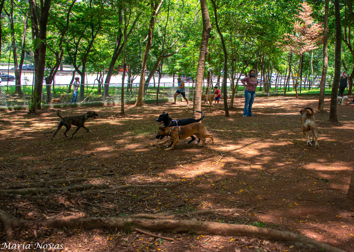 Ensaio Pet - Zazá e Lelê