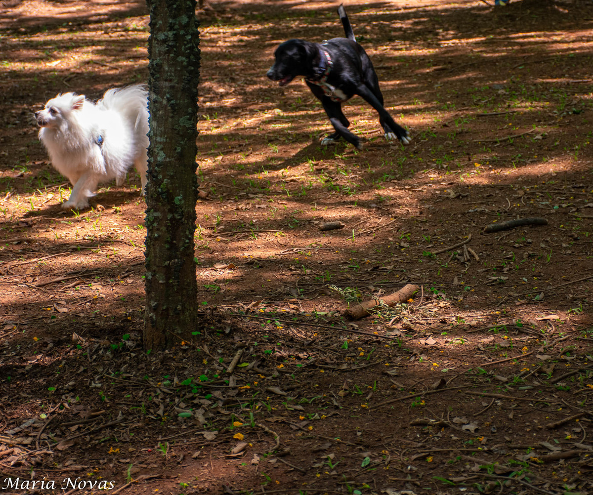 Ensaio Pet - Zazá e Lelê