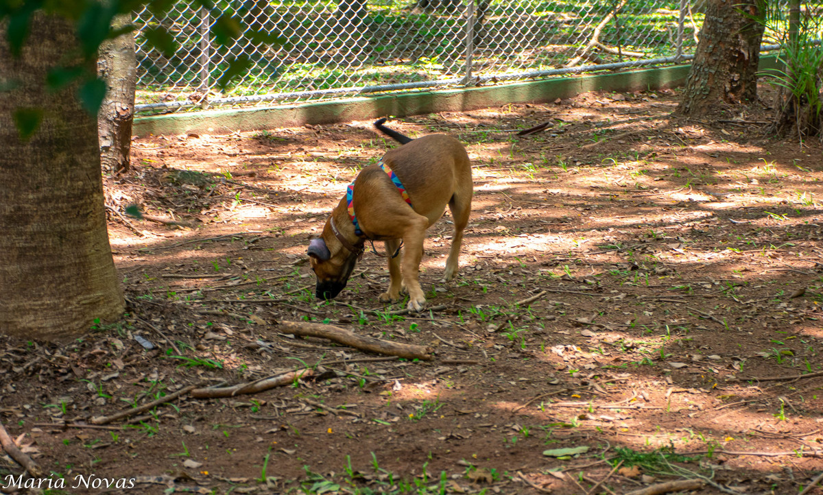 Ensaio Pet - Zazá e Lelê
