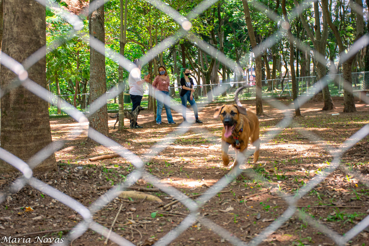 Ensaio Pet - Zazá e Lelê
