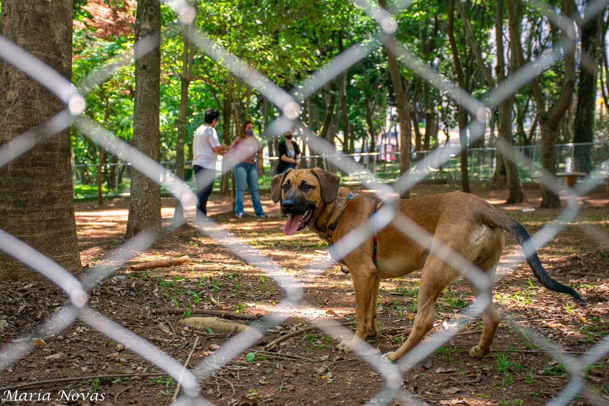 Ensaio Pet - Zazá e Lelê