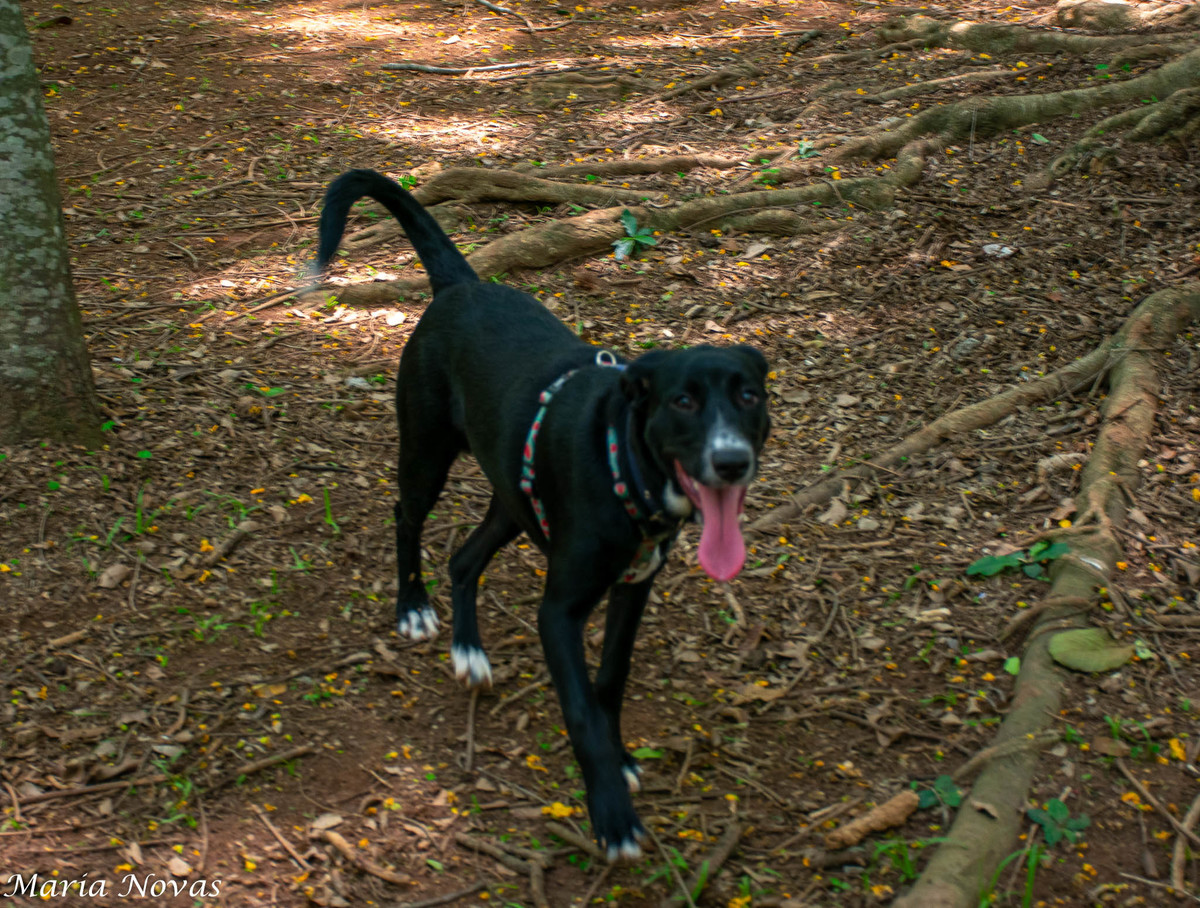 Ensaio Pet - Zazá e Lelê