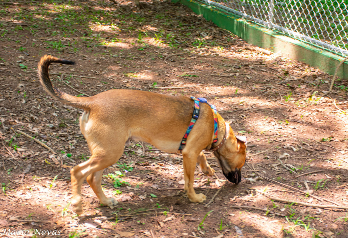 Ensaio Pet - Zazá e Lelê