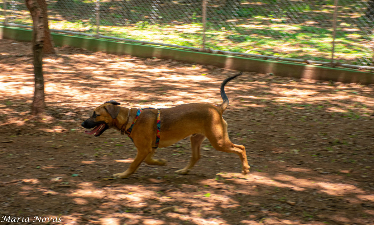Ensaio Pet - Zazá e Lelê