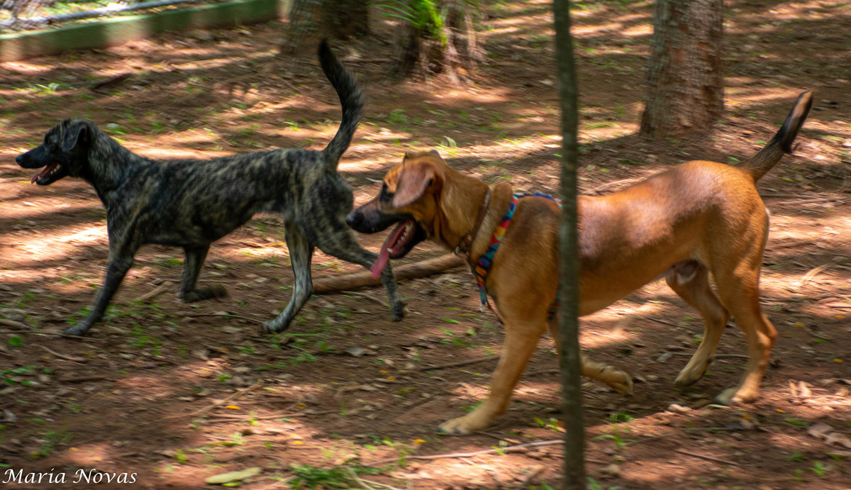 Ensaio Pet - Zazá e Lelê