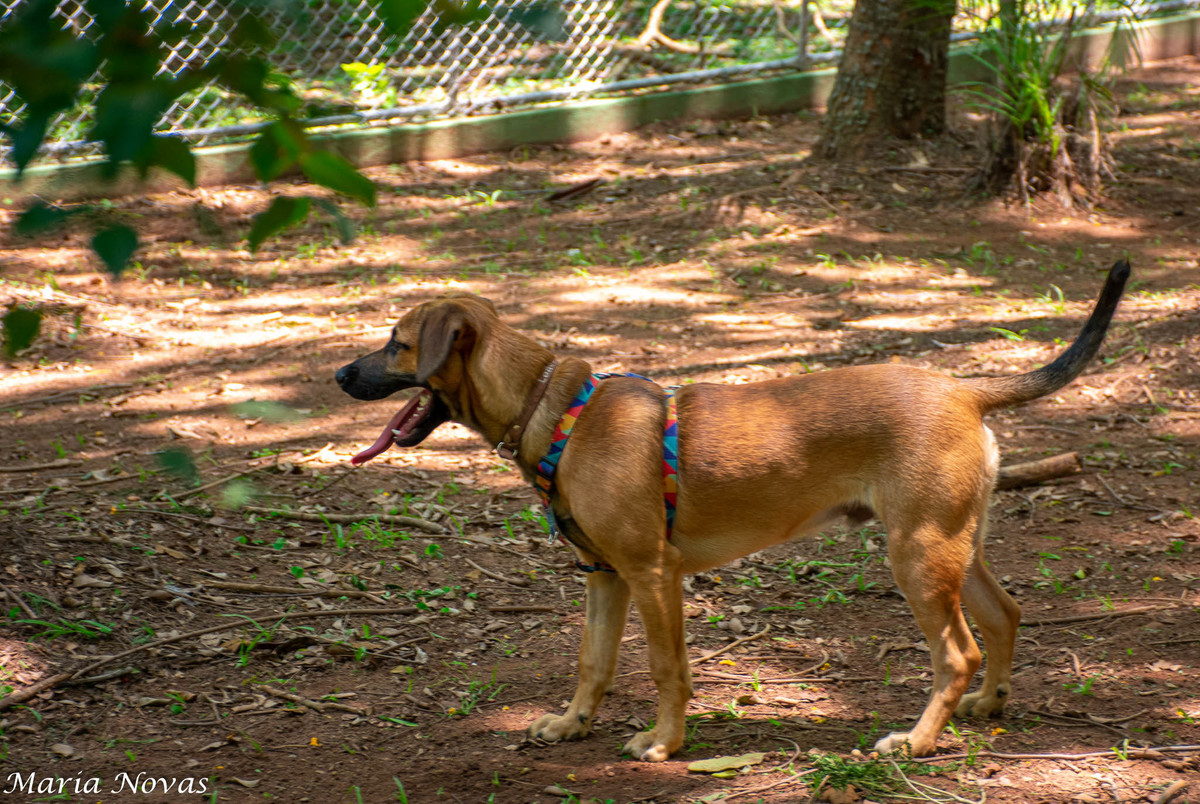 Ensaio Pet - Zazá e Lelê