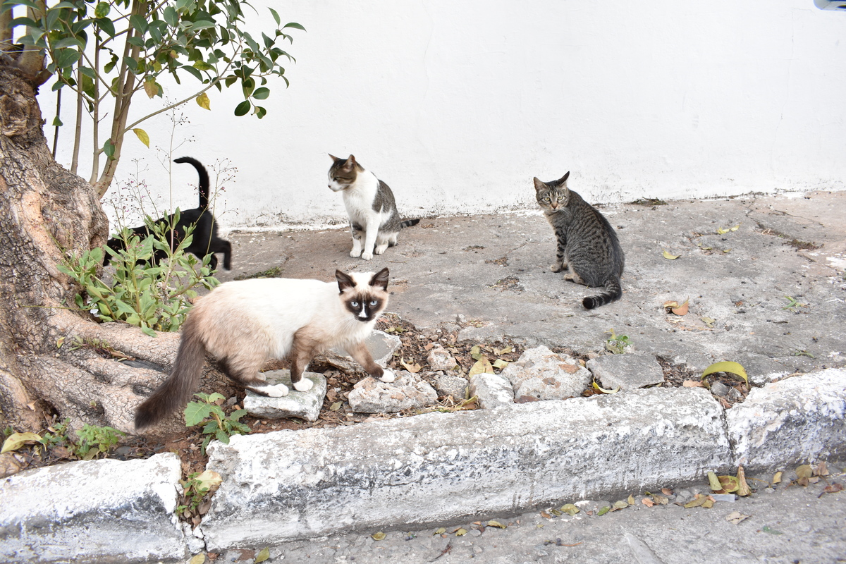 Gatos de Rua