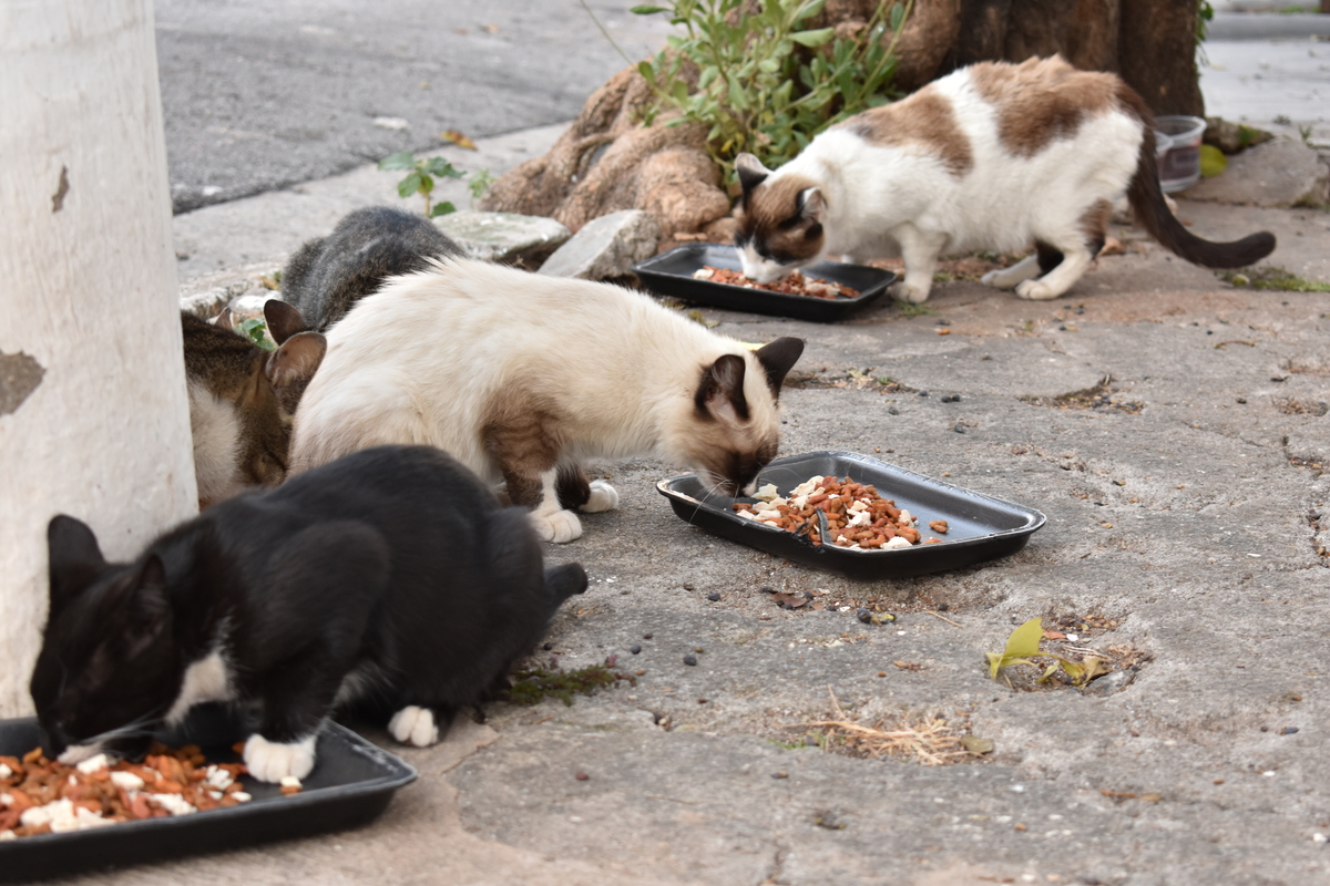 Gatos de Rua