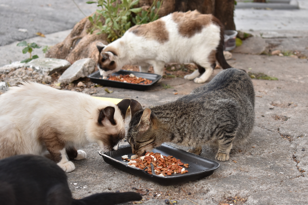 Gatos de Rua