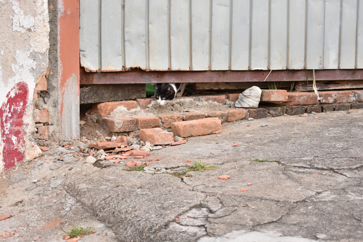 Gatos de Rua