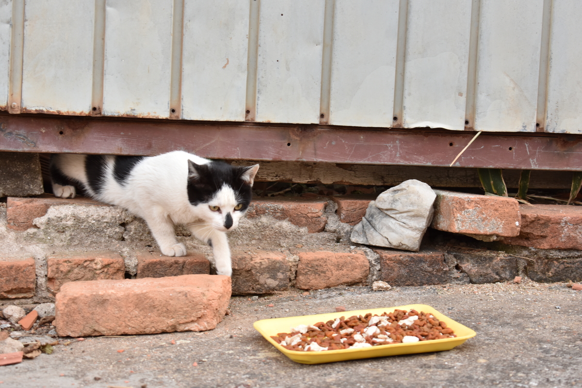 Gatos de Rua