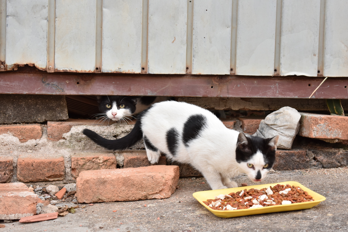 Gatos de Rua