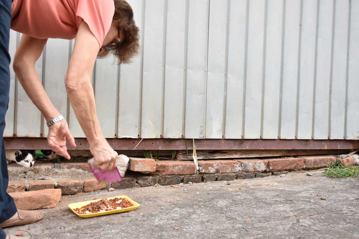 Gatos de Rua