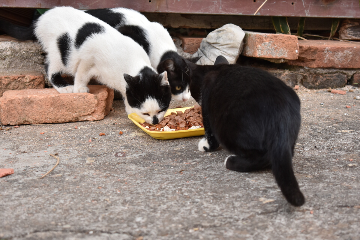 Gatos de Rua
