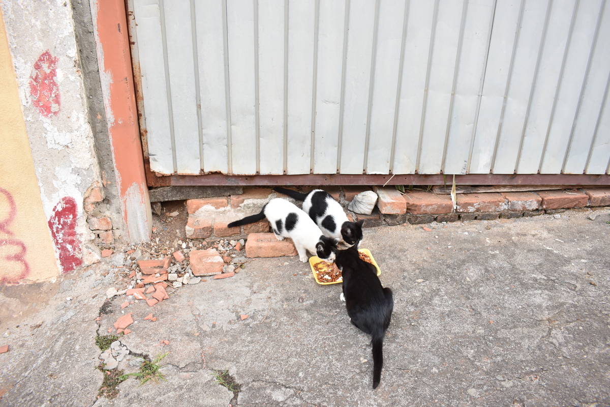 Gatos de Rua