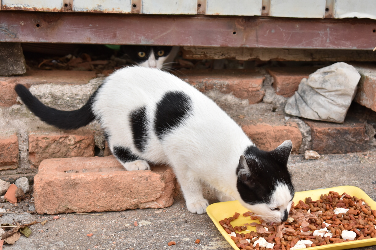 Gatos de Rua