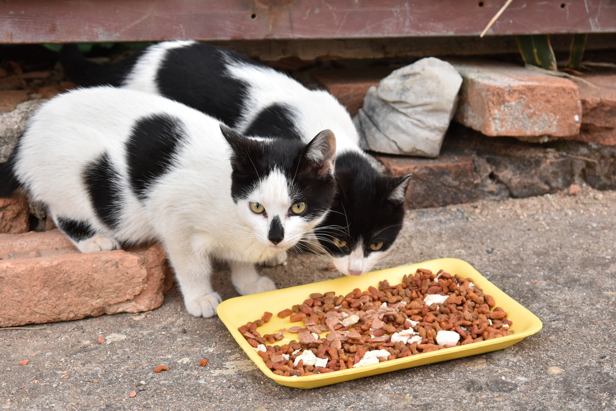Gatos de Rua