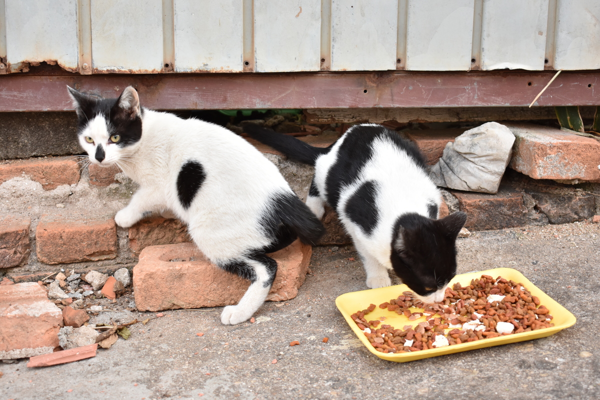 Gatos de Rua