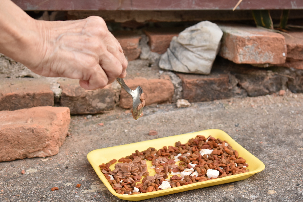 Gatos de Rua