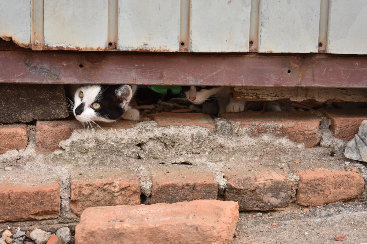 Gatos de Rua