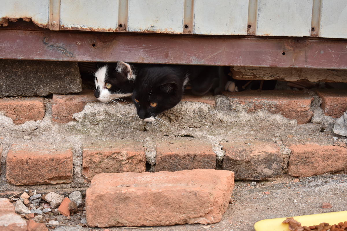 Gatos de Rua