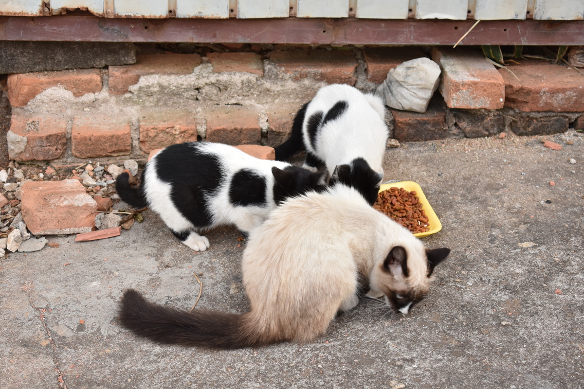 Gatos de Rua