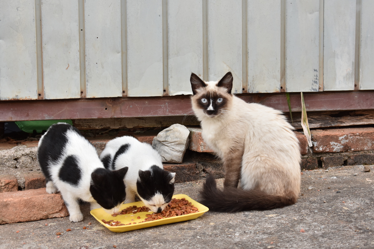 Gatos de Rua