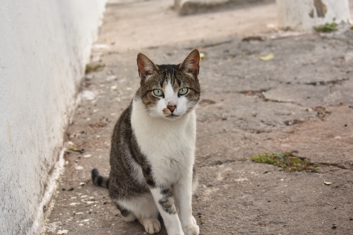 Gatos de Rua