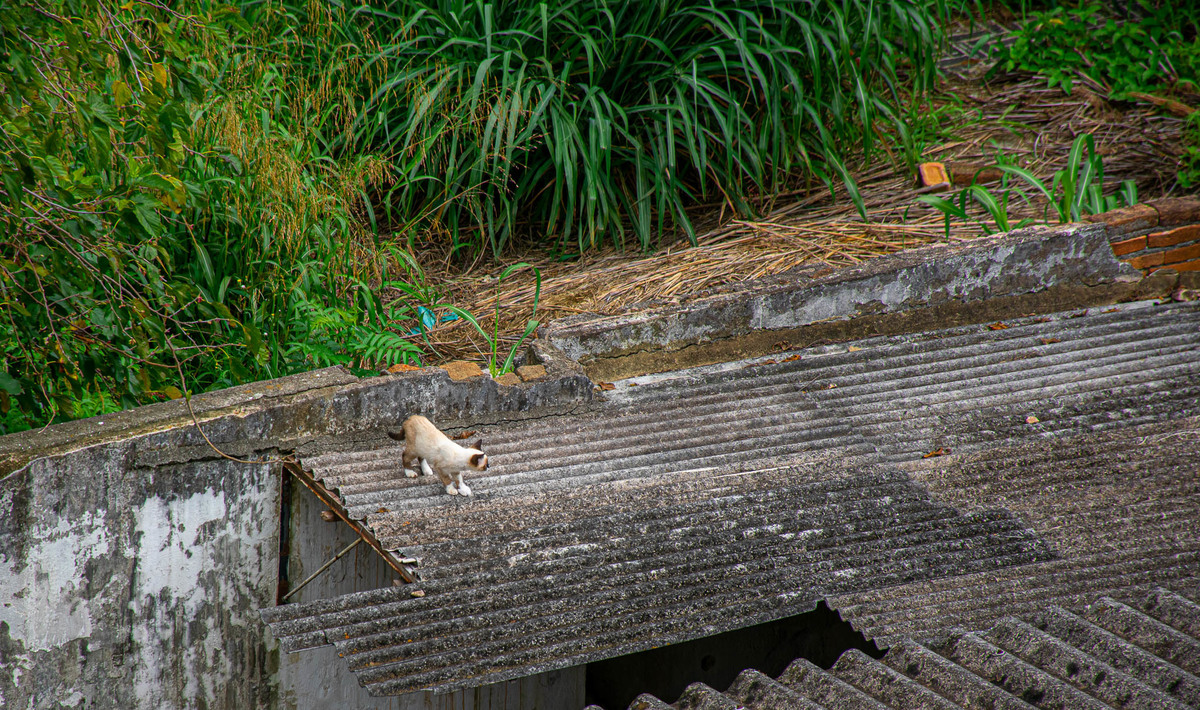 Gatos de Rua