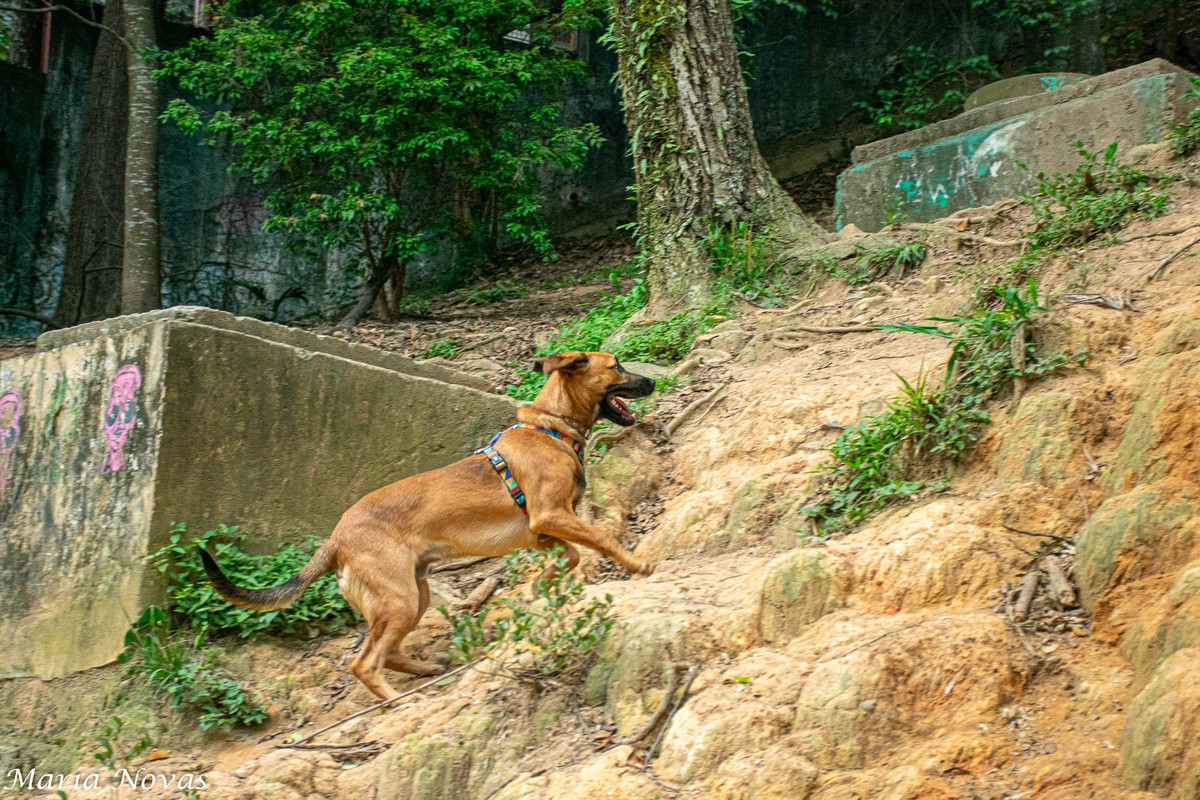 Ensaio Pet - Zazá e Lelê 