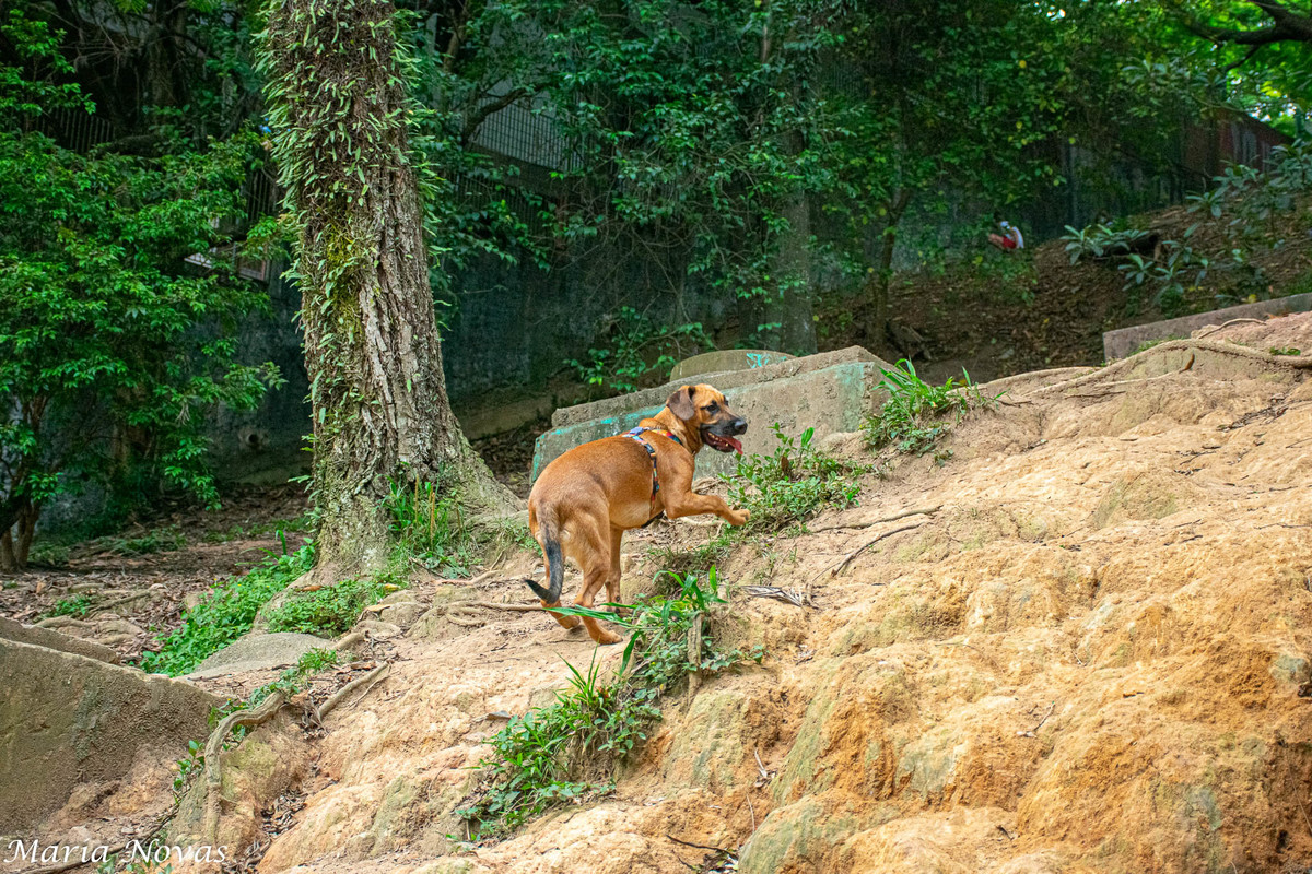 Ensaio Pet - Zazá e Lelê 