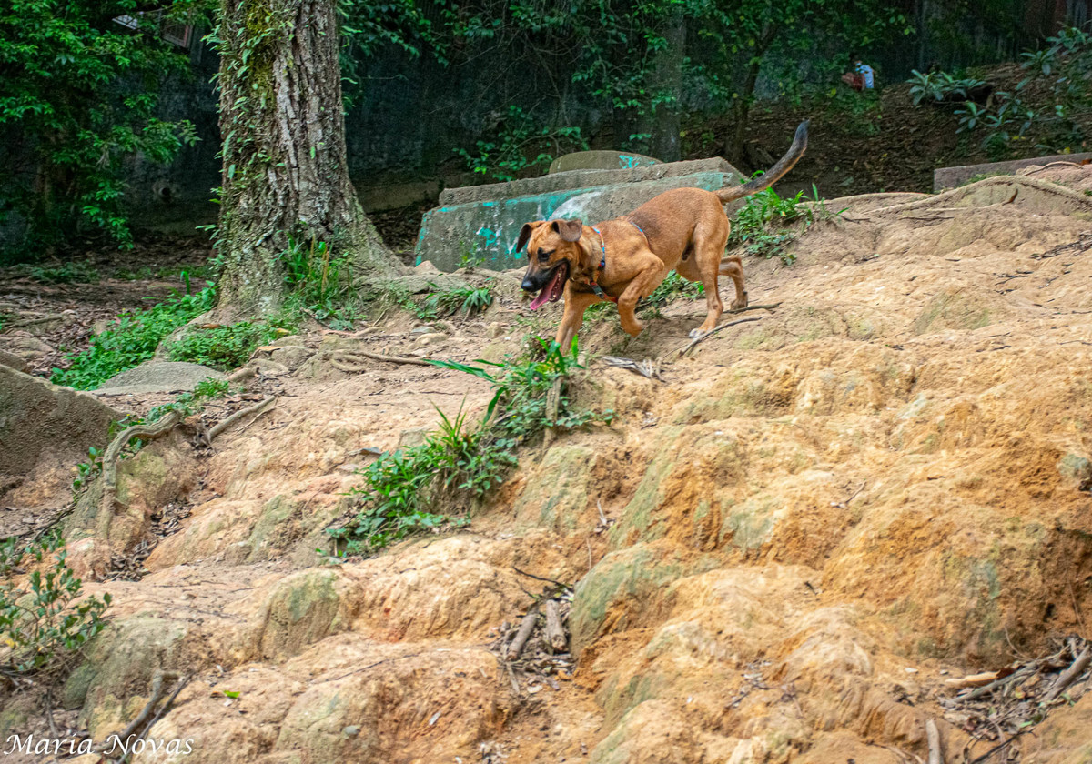 Ensaio Pet - Zazá e Lelê 