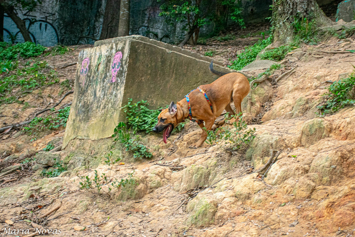 Ensaio Pet - Zazá e Lelê 