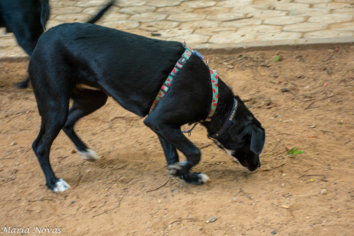 Ensaio Pet - Zazá e Lelê 