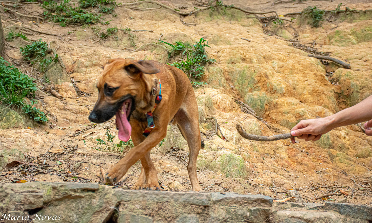 Ensaio Pet - Zazá e Lelê 