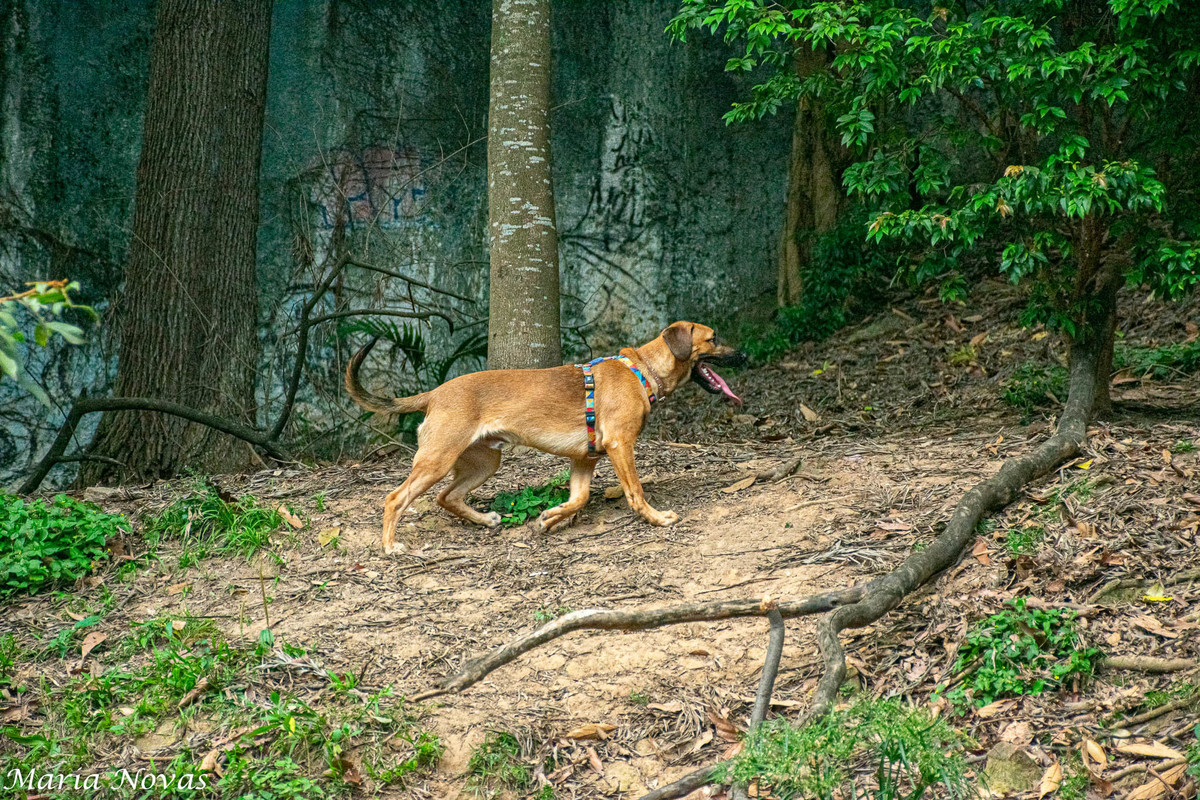 Ensaio Pet - Zazá e Lelê 