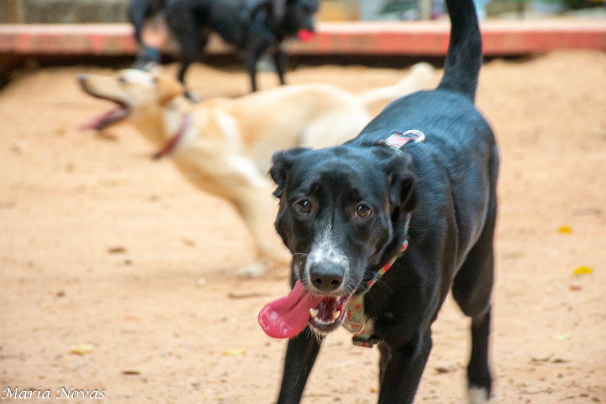 Ensaio Pet - Zazá e Lelê 