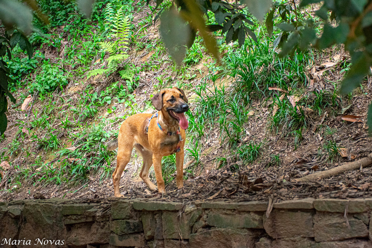 Ensaio Pet - Zazá e Lelê 