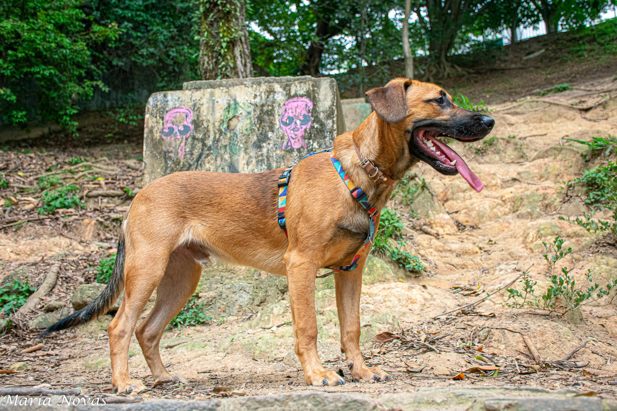 Ensaio Pet - Zazá e Lelê 