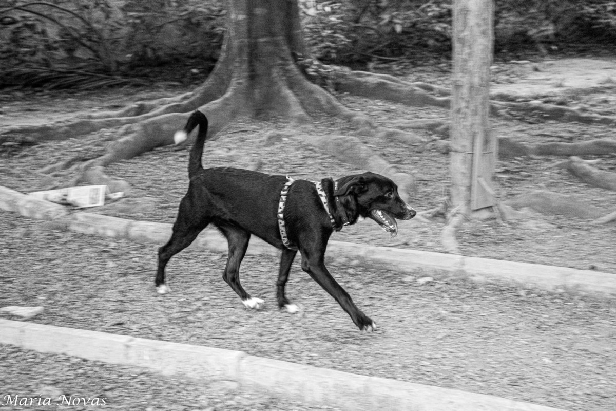 Ensaio Pet - Zazá e Lelê