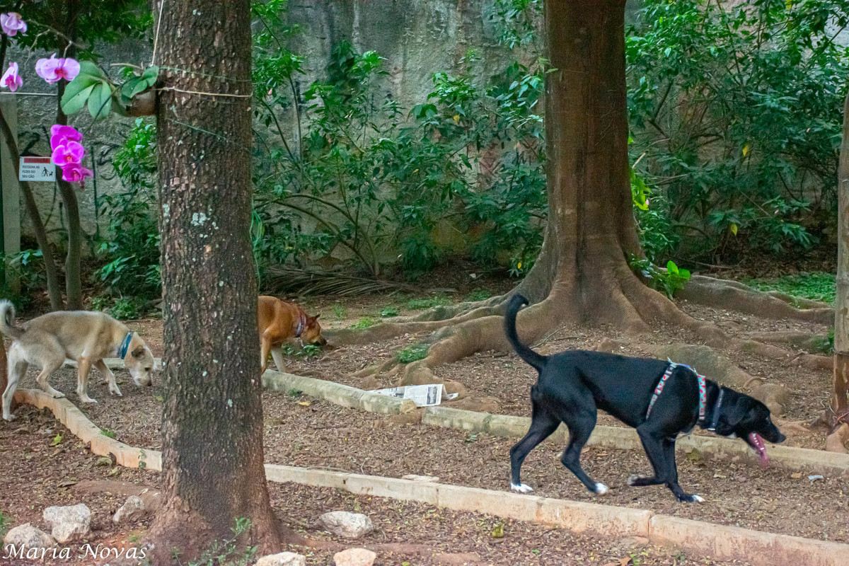 Ensaio Pet - Zazá e Lelê 